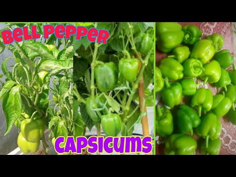 Video: Capsicum Tinktur - Instruksjoner For Bruk, Anmeldelser, Pris