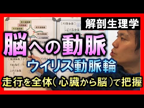 【基礎から勉強・解剖生理学】脳への動脈【理学療法士・作業療法士】