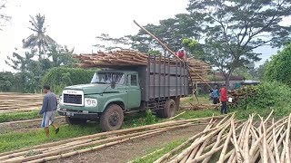 Banyak Truk Toyota Buaya Angkut Bambu