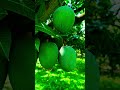 আম..#fruit #shortsviral #rajshahi #mangotree  #mangolover #mango #viralvideo #shortsfeed #trending
