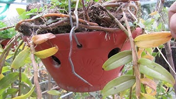 Cách trồng phi điệp trên chậu tập 6. mái che và nước tưới. sơn cầm tap 19