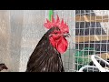 Что сделать, чтобы петух НЕ КУКАРЕКАЛ!!!🐓🐓🐓