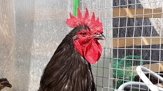 Что сделать, чтобы петух НЕ КУКАРЕКАЛ!!!🐓🐓🐓 Что сделать, чтобы петух НЕ КУКАРЕКАЛ!!!🐓🐓🐓