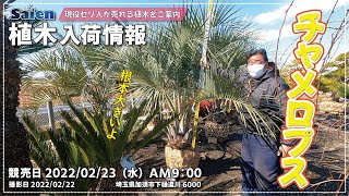 【Saien】植木入荷情報（2022/02/22 11:00頃）