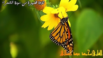 كذبت ثمود المرسلين | تلاوة قصيرة من سورة الشعراء