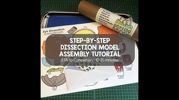Dissection Models: Eye Model Assembly