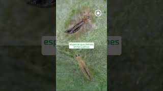 ✨  ¡Control biológico con hongos entomopatógenos! 🌿✨