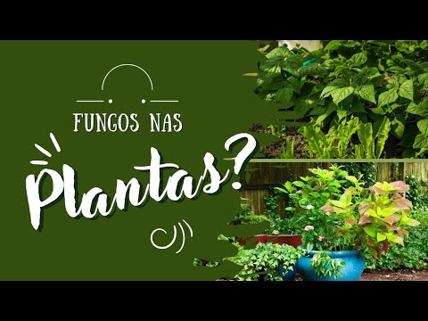 Saiba como evitar fungos nas plantas que ficam dentro de casa