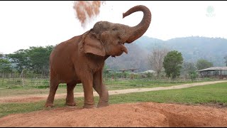 Grandma Siri’s New Life at ENP! - ElephantNews