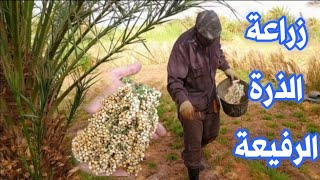 يوميات فلاح من صحراء الجزائر  زراعة الذرة الرفيعة (تافسوت)ذرة عويجة