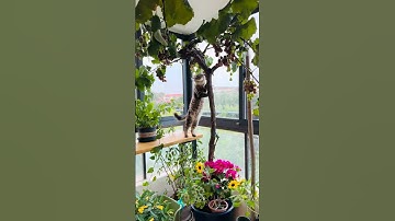 The kitten that stole the grapes is mine #cat #pets #cutecat#catshorts #catstory
