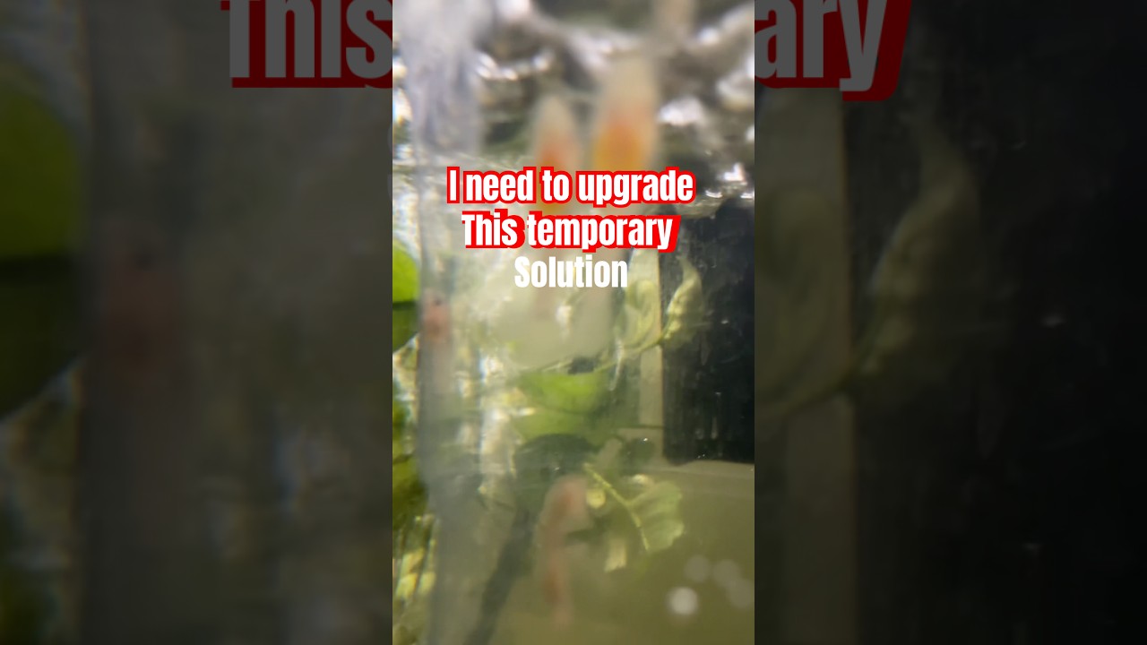 Both cave and cup fry doing well #bristlenosepleco #fishroom #fluval