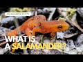 What Is A Salamander? #thesalamanderwilds #salamanders #newts #amphibians