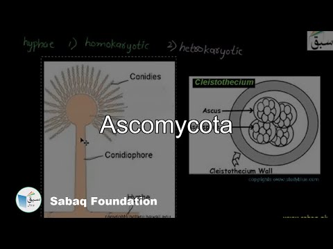 Video: Heterogene Snelheden Van Genoomherrangschikking Hebben Bijgedragen Aan Het Verschil In Soortenrijkdom In Ascomycota