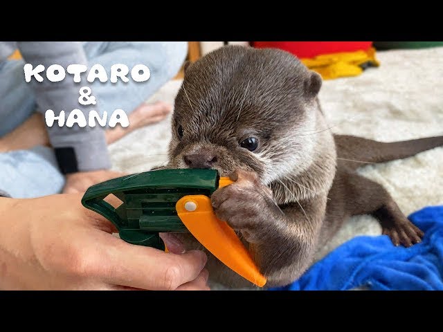 カワウソコタローとハナ　父ちゃんと遊びまくる休日　Otter Kotaro&Hana Sunday is Play Day with Daddy