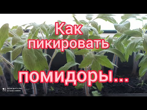 Как правильно пикировать помидоры. Крепкая рассада, хороший урожай.🌿🍅