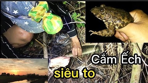 Cắm Câu Ếch Đồng. Dữ Liệu Cuộc Sống