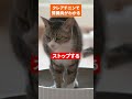 【ペットの腎臓病】クレアチニンで腎臓病がわかる #ペット #血液検査 #サニーズアニマルクリニック