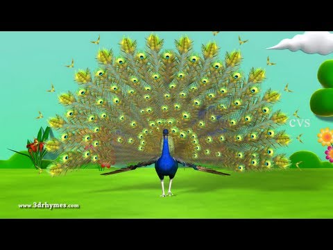 Learn English Birds Names - 3D Animation Preschool Nursery rhymes for children