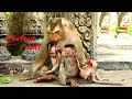 Triple baby monkey -The best monkey Ally can take 3 babies to take care in one time