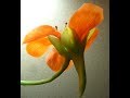 М.К. Настурция из холодного фарфора (цветок). Авторский М.К. Татьяны Несиной.