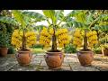 🍌Banana Tree Planting EXPLODE with Growth Using This Simple Technique! #banana #live
