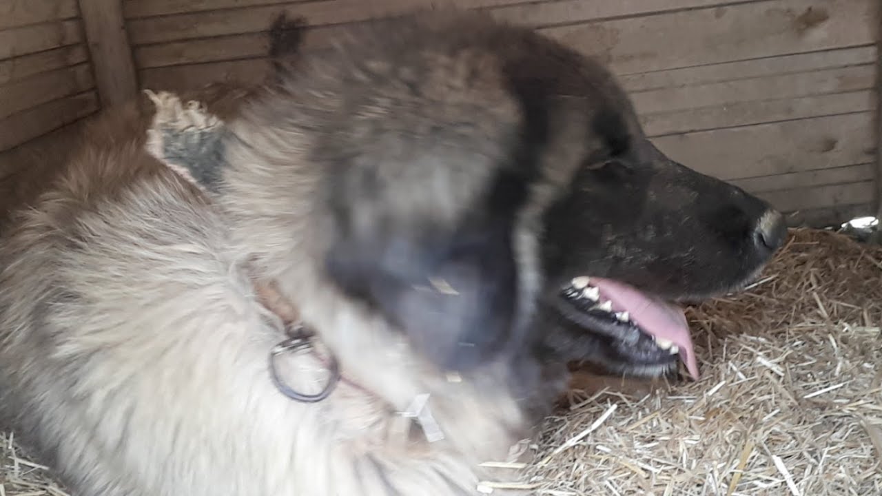 Karadeniz Dağ Köpeği Yavruları Bugün Dünyaya Geldi YouTube
