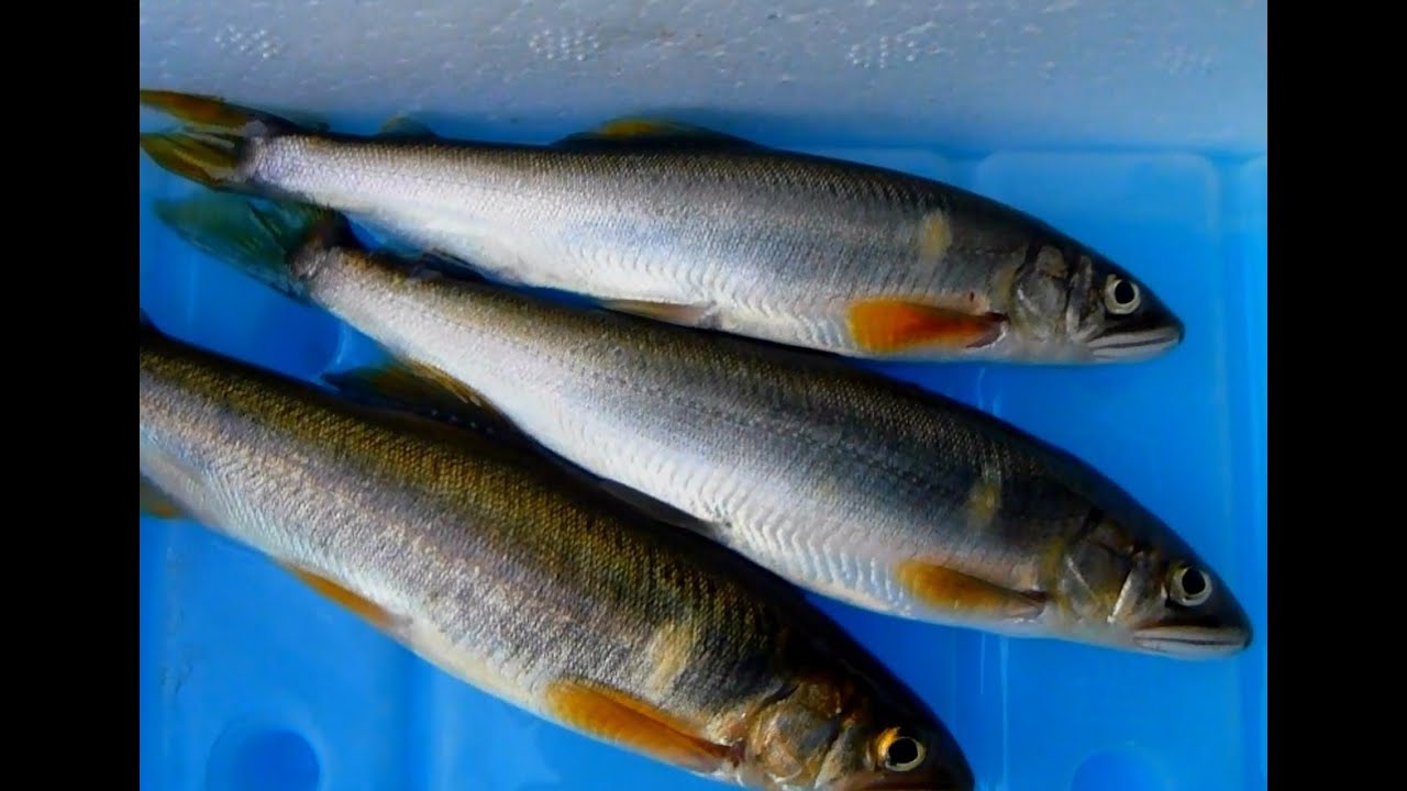 ルアーで鮎の友釣り大作戦 ルアーで鮎の友釣り大作戦