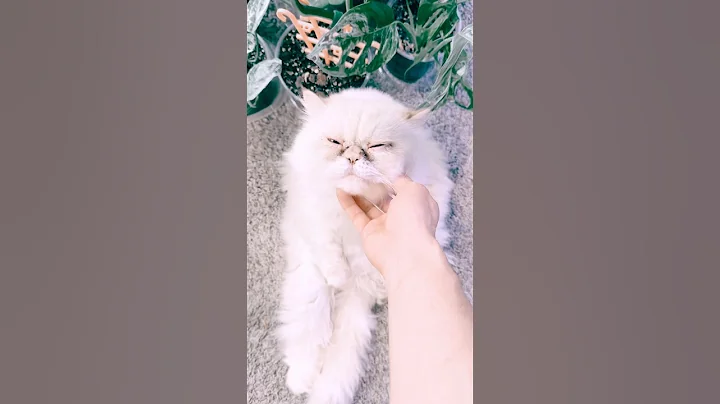 Video 11873261: persiancat cats catlover, persiancat catlover cute, persian boy, baby persian