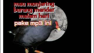Menjaring burung mandar malam hari,ini suara pemanggilnya.