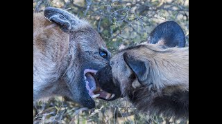 African wild-dog &quot;kisses&quot; spotted hyena on the lips in Kruger Park