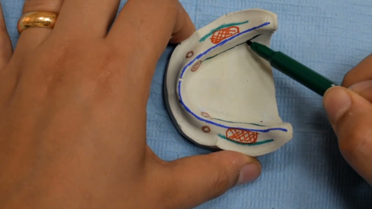 Mandibular Anatomical Landmarks