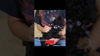 Louie the mini Cavapoo puppy  #cavapoo #puppy #puppies #cutepuppy #cavoodle