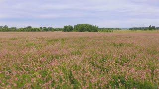 Restored Prairies in Iowa | Iowa Science Phenomena