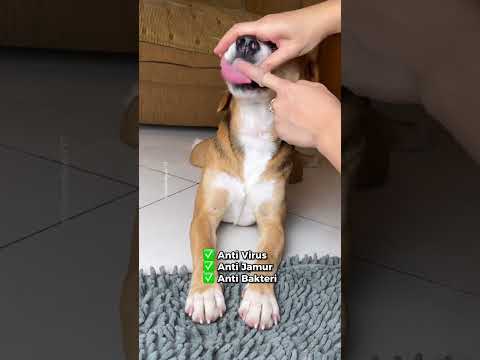 Video: Bagaimana Untuk Menyembuhkan Nafas Bad Doggie