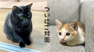 【保護猫】威嚇しまくる先住猫と新入り子猫の顔合わせをしました