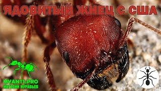 Ants of the species Pogonomyrmex barbatus from the USA