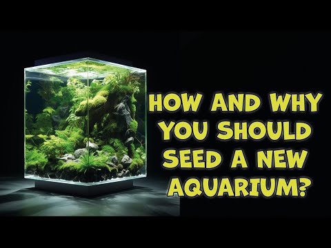 How And Why You Should Seed a New Aquarium  