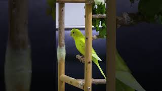 Cute Parrots Playing All Day 💚 #ParrotLife #BirdsDaily