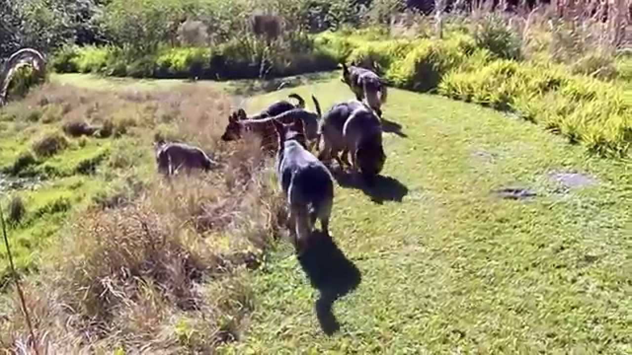 Beautiful  Pack Of German Shepherd Dogs  Running Free!