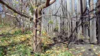 Садовод Железов - любая обрезка загущает деревья.