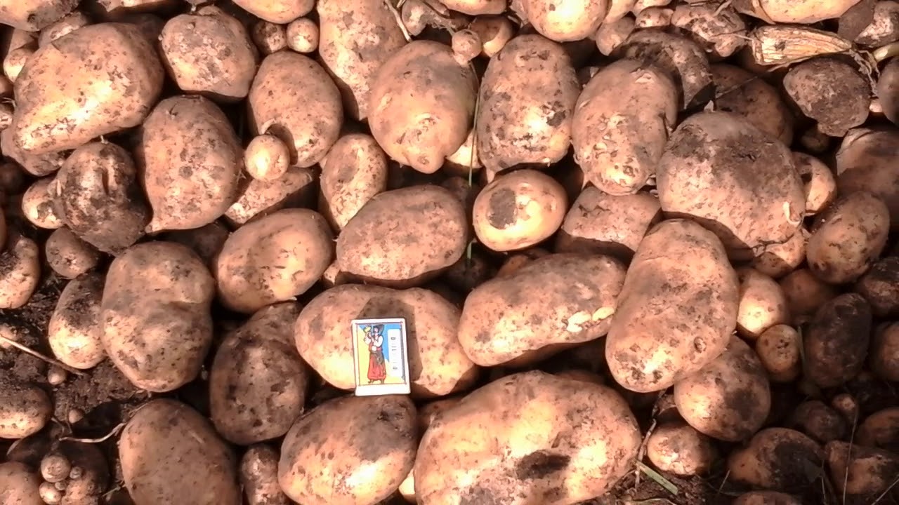 Урожайность картошки