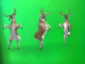 Dancing deer green screen