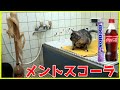 猫とメントスコーラをしてみたら激しすぎた