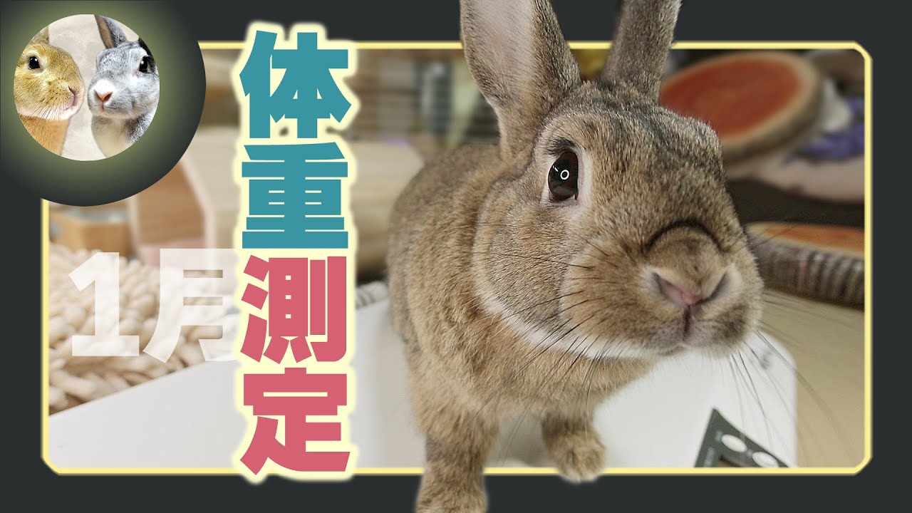 📋Weight measurement🐇 in January!🤓 - YouTube