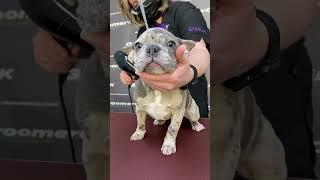 The Cutest Pup in Town | Grooming a Funny and Cute French Bulldog