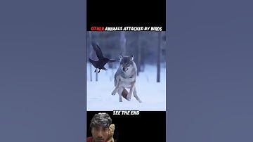 #memes #animals #cat #funny #edit #youtube #wildlife#trending#birds#tiger #shorts #short #shortvideo