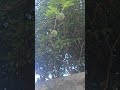 What's this? #atis #garden #nature #freefruits #youtubeshorts #reelshorts #follower