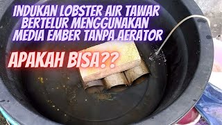 Is it possible for freshwater lobster broodstock to hatch without an aerator?