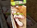 No Smell Pig Farm! Genius Organic Method Revealed! 🐷💡